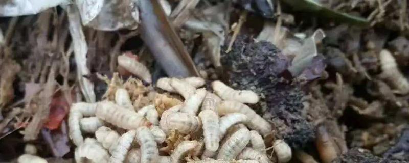 黑水虻養殖利潤與成本 黑水虻的用途